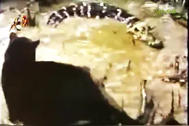 猎豹VS鳄鱼，狮子VS蟒蛇_水陆大决战图片