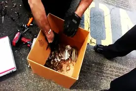 松鼠把汽车当家生宝宝 致汽车出故障