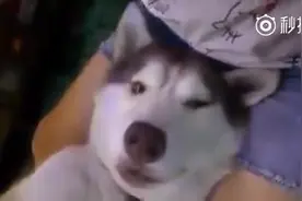 ​萌宠搞笑图第58波:吃饭时间到了，哈士奇又开始不能自理了图片