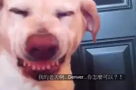 狗狗偷吃貓咪最爱的食物，那场面竟让我无法直视！图片