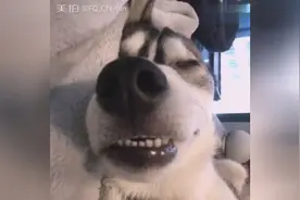 一只失恋后生无可恋的哈士奇，原本帅气的二哈不成狗样了图片