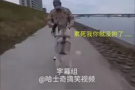 主人强行要二哈减肥，结果刚开始就失败了！真是丢了狗脸了！图片