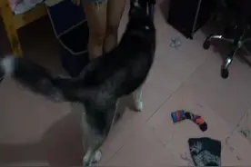 我家二哈，不带它出去玩，把家都拆了，还撒娇图片