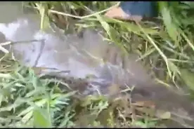 就这么一个小水沟，里边竟然还能逮到鱼，这鱼生命力真顽强图片