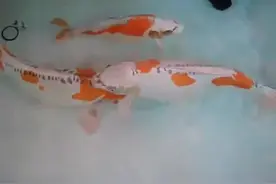 日本锦鲤的人工繁殖过程，方法简单粗暴，不考虑鱼的感受啊这是图片