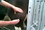 主人发现奶牛腿上的大脓包，自己动手操作，脓是放了，牛疼的直踢图片