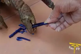 刚捕获的椰子蟹，这大钳子太给力了，圆珠笔等分分钟被夹碎！图片