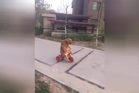 腻害！长这么大第一次见狗骑车图片
