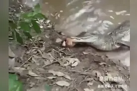 鳄鱼捕食电鳗 结果电鳗终极大招电死鳄鱼 同归于尽 实在罕见！视频封面