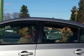 实拍心急的狗狗狂按喇叭催主子快回来视频封面