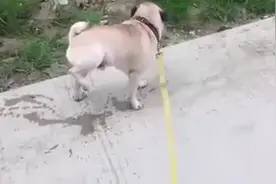 狗狗清晨出门溜圈的第一泡尿，倒立还尿这么长时间，简直碉堡了！图片