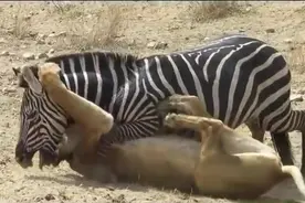 狮子疯狂追击斑马群，最后的结局真出乎预料了图片