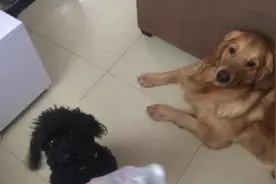 我家金毛之前只要听到塑料袋声音就会有反应，现在只是眼睛盯着图片