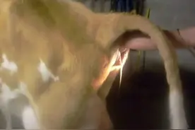 牛妈难产到无力继续，主人动手抢救小牛，太暴力了，看的目瞪口呆图片