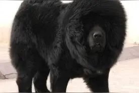 大狮子头和小狮子头藏獒身价为啥差百万？看到才懂图片