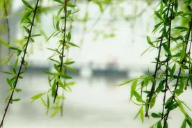 美文|柳的清愁图片