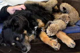 澳洲牧羊犬当奶爸，收养5只奶豹孤儿，它将是一群毛孩子的老师图片