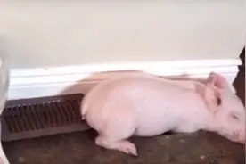 他们好心领养了超萌的迷你猪，没想到长大后差点连房子都没得住了图片