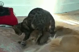 当狗狗遇上小猫咪图片
