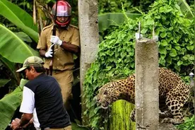 实拍印度警察围捕凶猛猎豹，过程让人看的心惊胆颤啊！图片