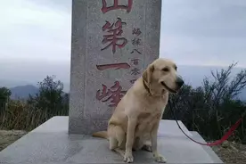 “选美”大赛，寻找狗狗最美的一刻，最后一张帅爆了！图片