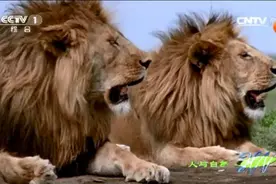 母狮为保护幼狮，与两头入侵雄狮厮杀图片