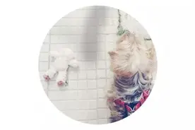 「上海&领养」给流浪的它们一个温暖的家！图片