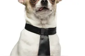 我叫吉娃娃图片