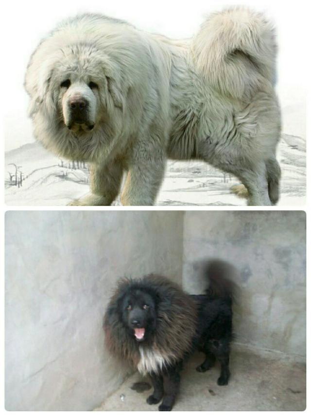 青狼獒百度百科,中国战斗力最强的狗——鬼獒王青狼獒,简直不要太凶