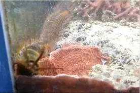 鱼缸里的鱼越来越少，原来是有这个可怕的东西藏在家里图片