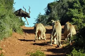 4只狮子围攻落单羚羊，机智羚羊竟成功逃脱包围圈图片