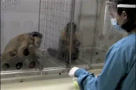 当反应敏捷的喵星人遇上动作缓慢的树懒，那画面太美我不敢看！图片