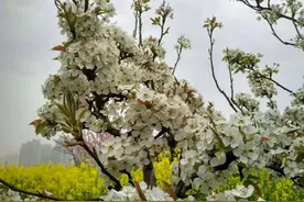 如果你想去兴化人挤人看油菜花，还不如去这个地方！图片
