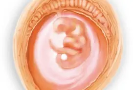 精心养胎·孕一月图片