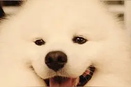 微笑天使萨摩耶，到底背后有股什么力量，在推动着您！图片