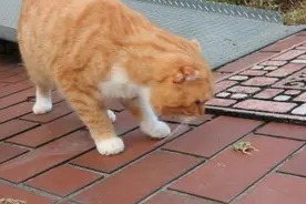 猫咪只是想和青蛙交朋友，没想到小伙伴居然玩起了躲猫猫图片