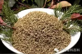 香料百科丨孜然图片