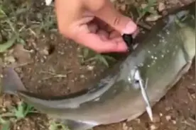 弹弓射鱼，直接把鱼给射穿了，够给力图片