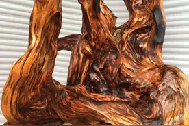 不是所有的崖柏都具有收藏价值！认准这两种再入手图片