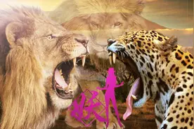 决战！猎豹VS狮子、野性难驯第三期  小妖魅图片