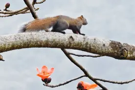 木棉花与小松鼠图片