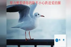 努力想看清你的脸不小心跌进爱的圈