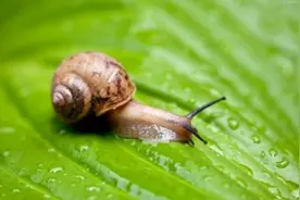 长这么大都不知道蜗牛的嘴巴在哪里，真的有够可怕！图片