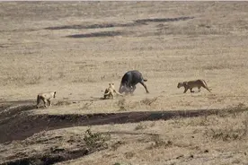 野牛为了保护幼崽大战饥饿狮群，成功赶跑狮群救下幼崽！图片