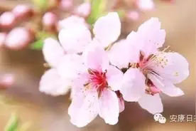 桃花朵朵开还有诱人美食 周五陕西白河县万亩桃园约起来图片