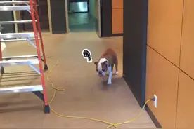超可爱斗牛犬害怕梯子跟电线不敢往前走，最后想出的绝招萌死人图片