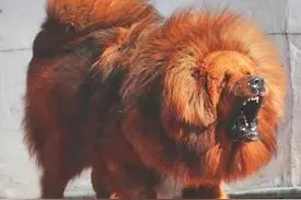 七大藏獒里毛色最靓的红獒，生下的幼崽一条价值6位数图片