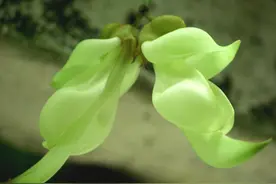 神奇的禾雀花图片