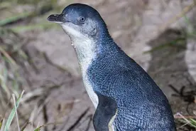 澳大利亚蓝色小企鹅竟遭人类围殴，胸口被染红！图片