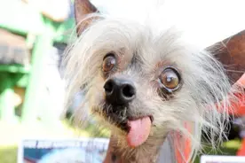 世界最珍贵的无毛犬：中国冠毛犬，其实非常可爱图片